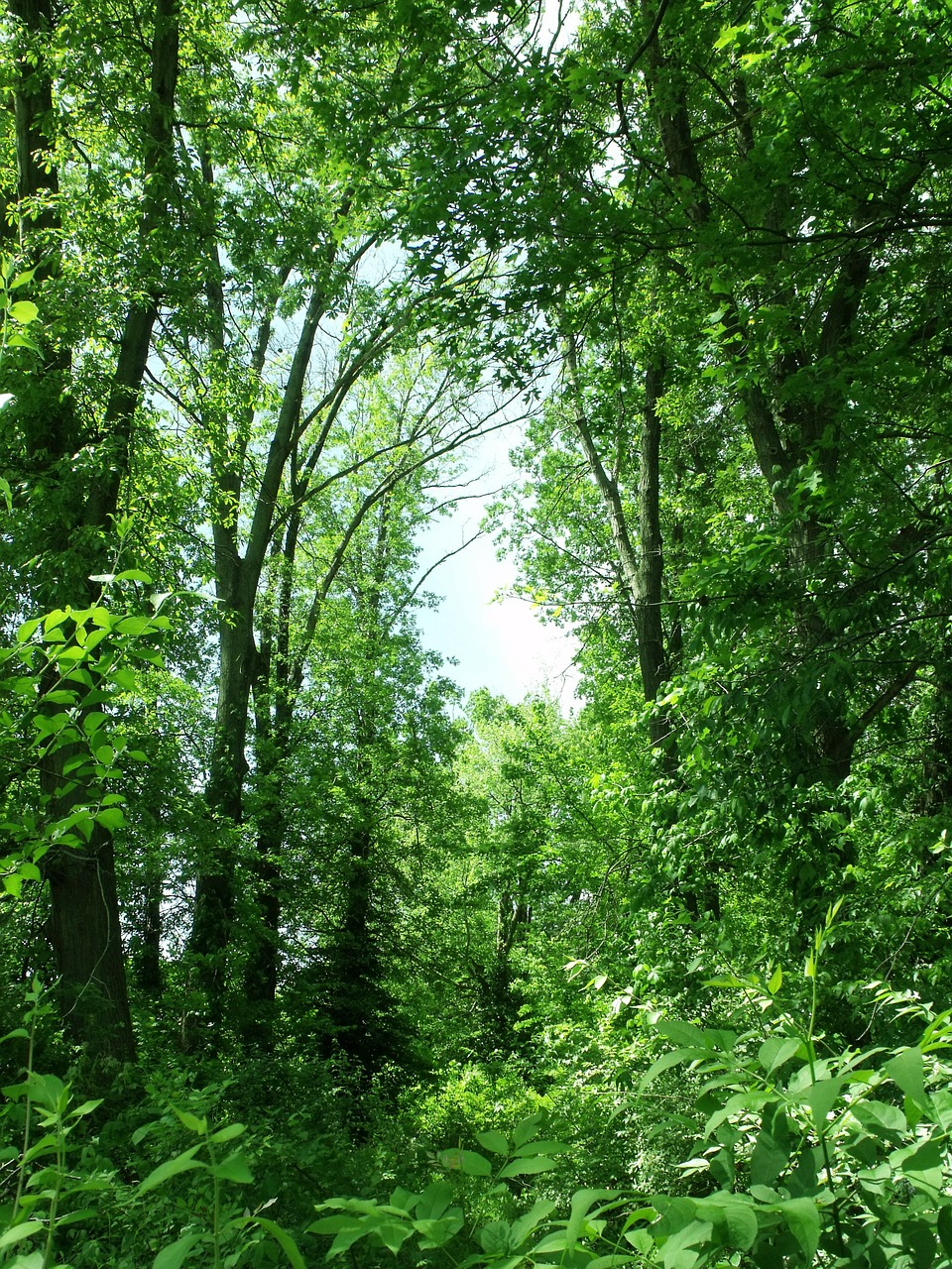 trees green summer free photo