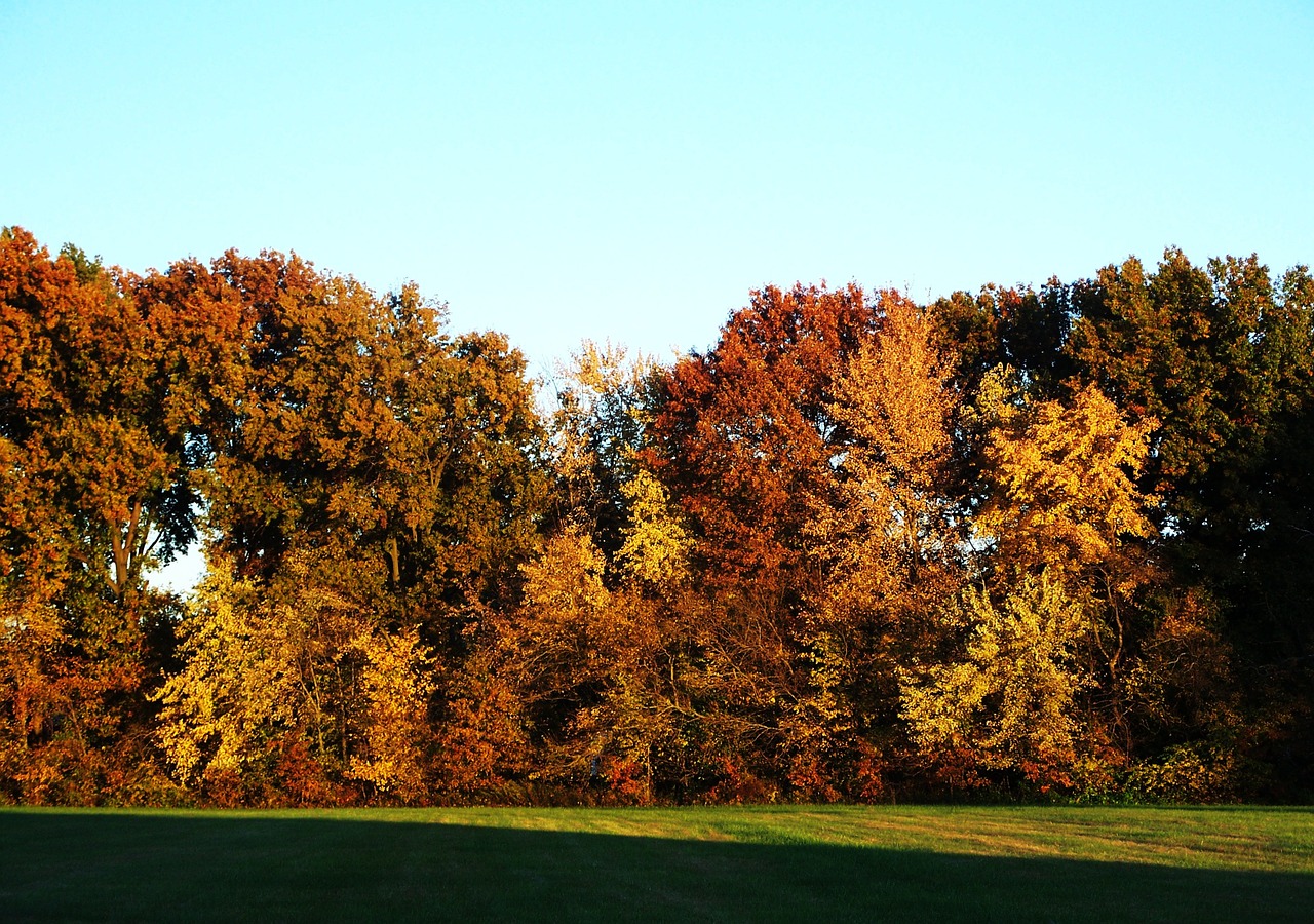 trees fall tree free photo