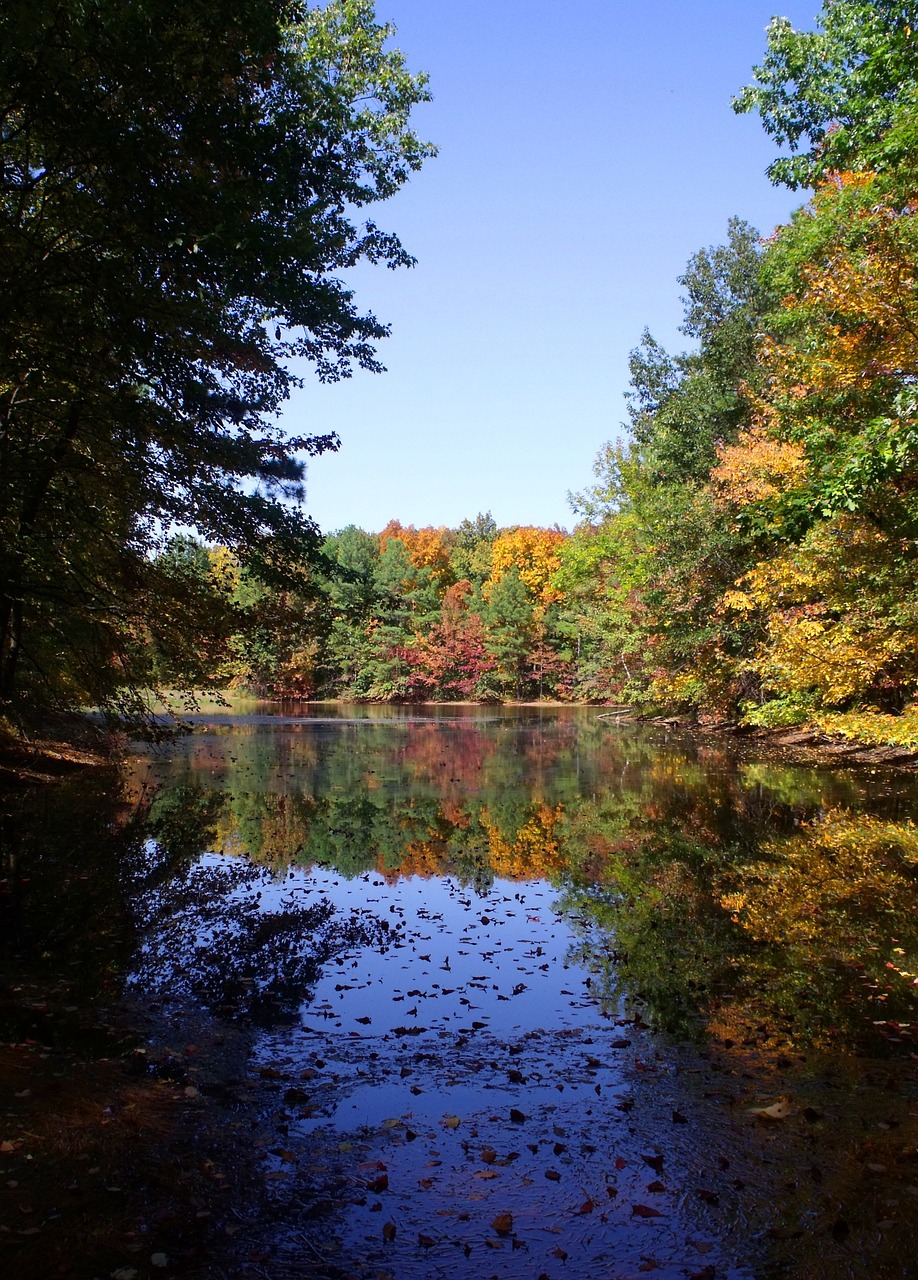 trees summer water free photo