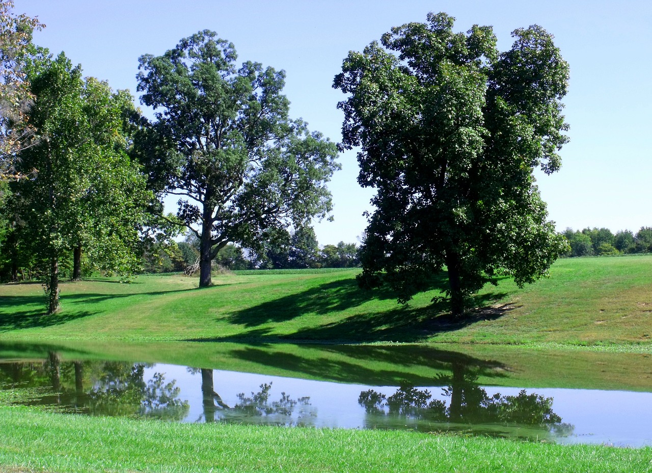 trees green summer free photo