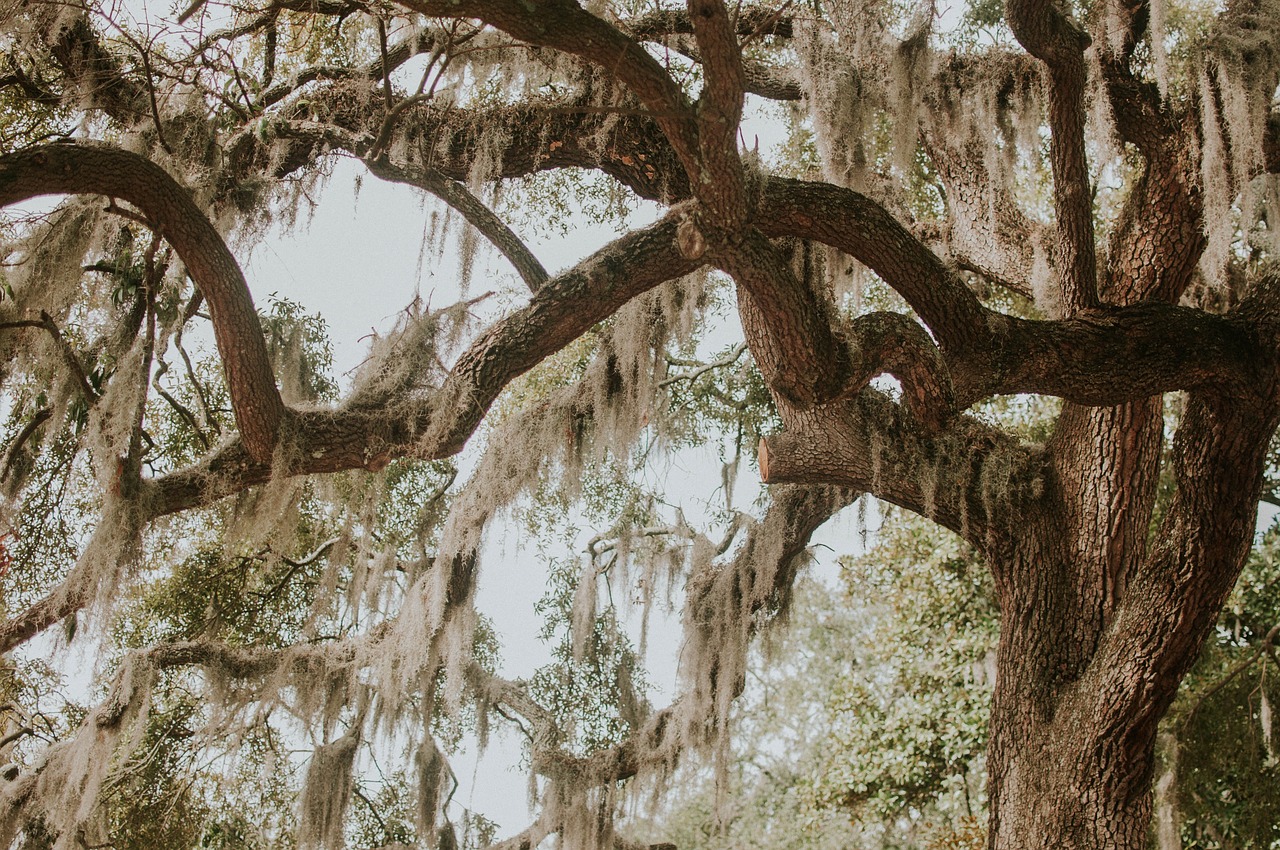 trees plants branches free photo