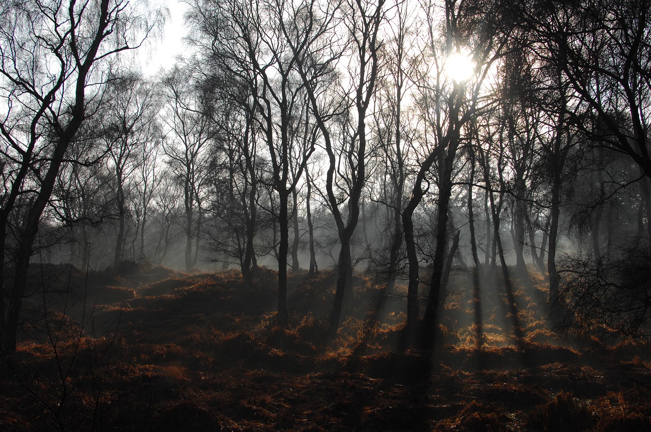 trees plant forest free photo