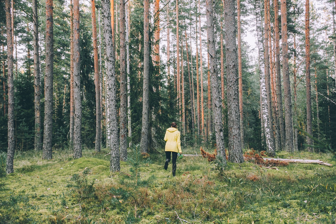 trees plant woods free photo