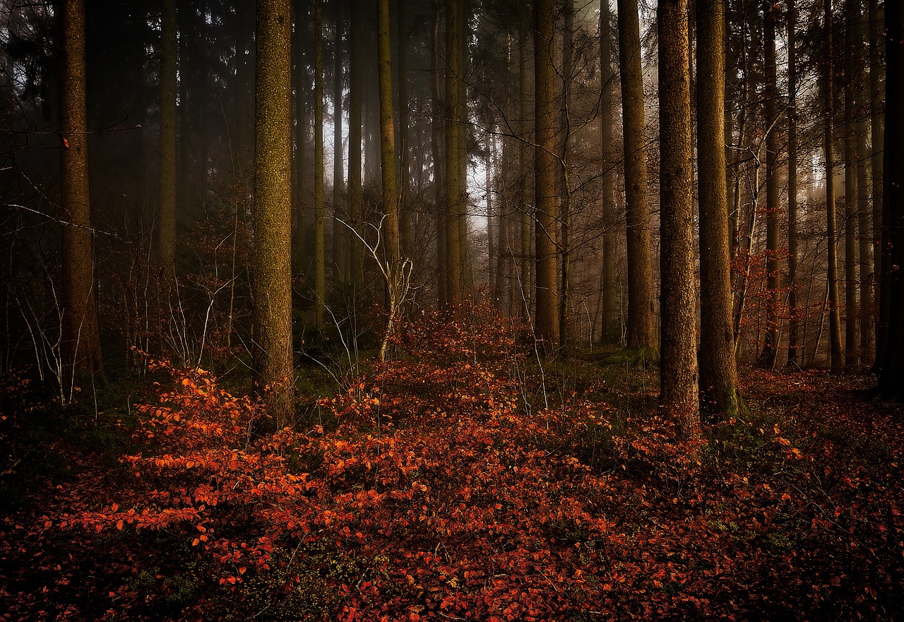 trees woods plants free photo