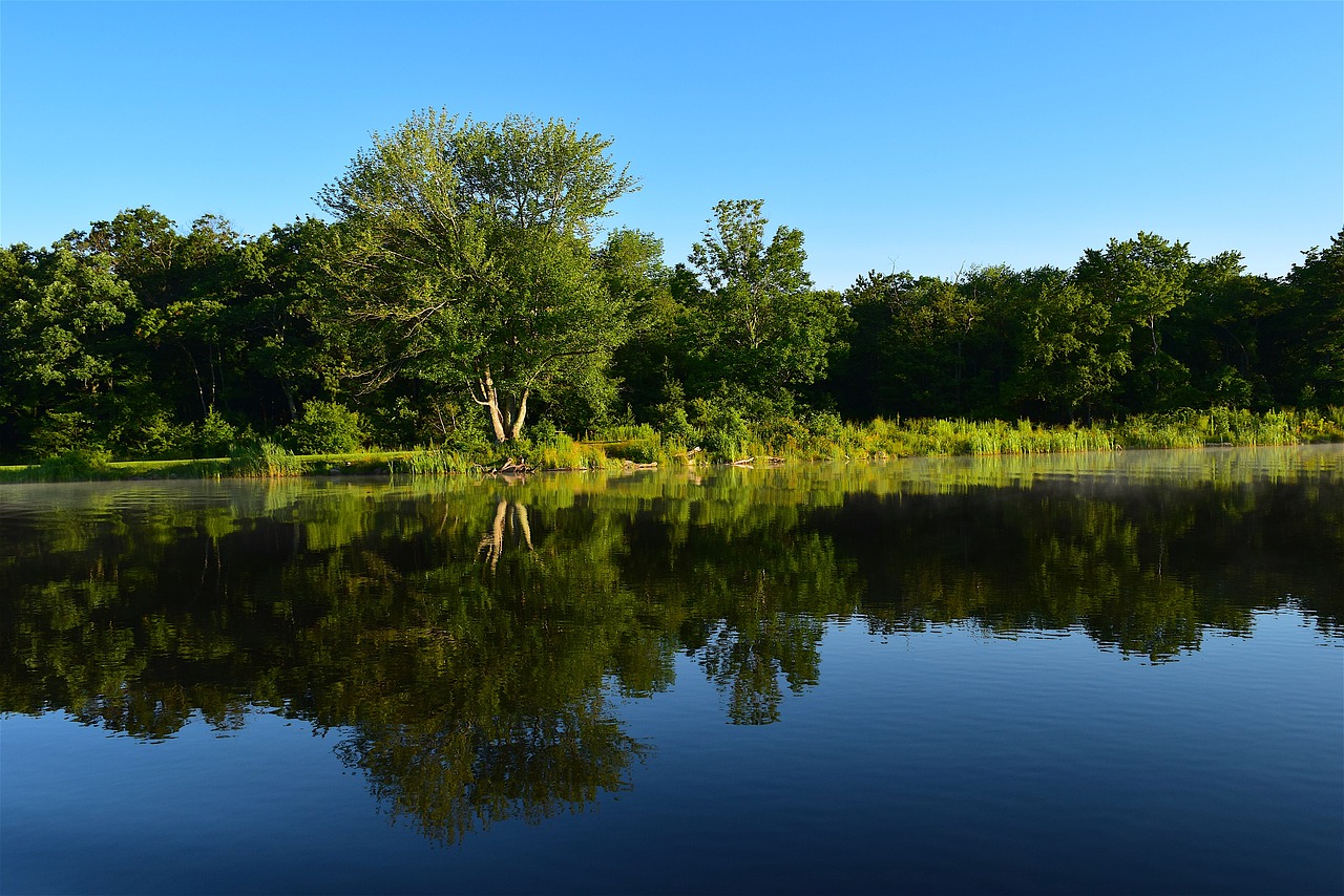 trees lake reflection free photo