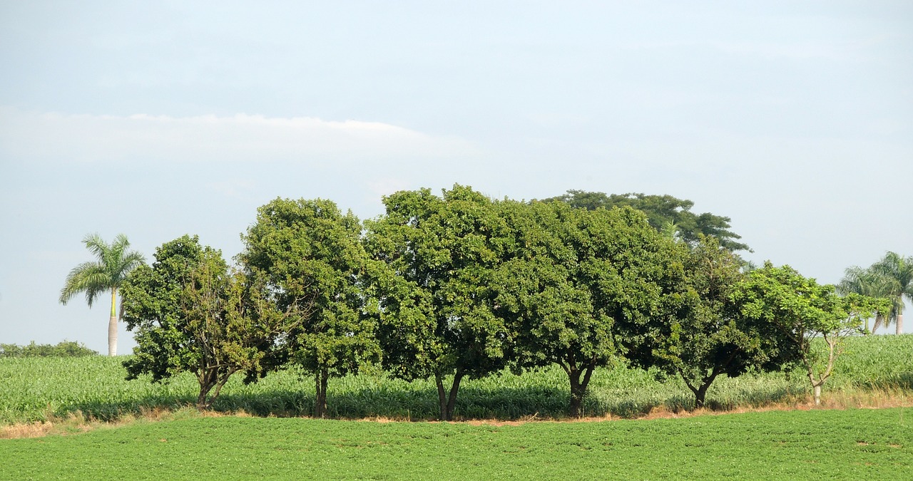 trees nature woods free photo