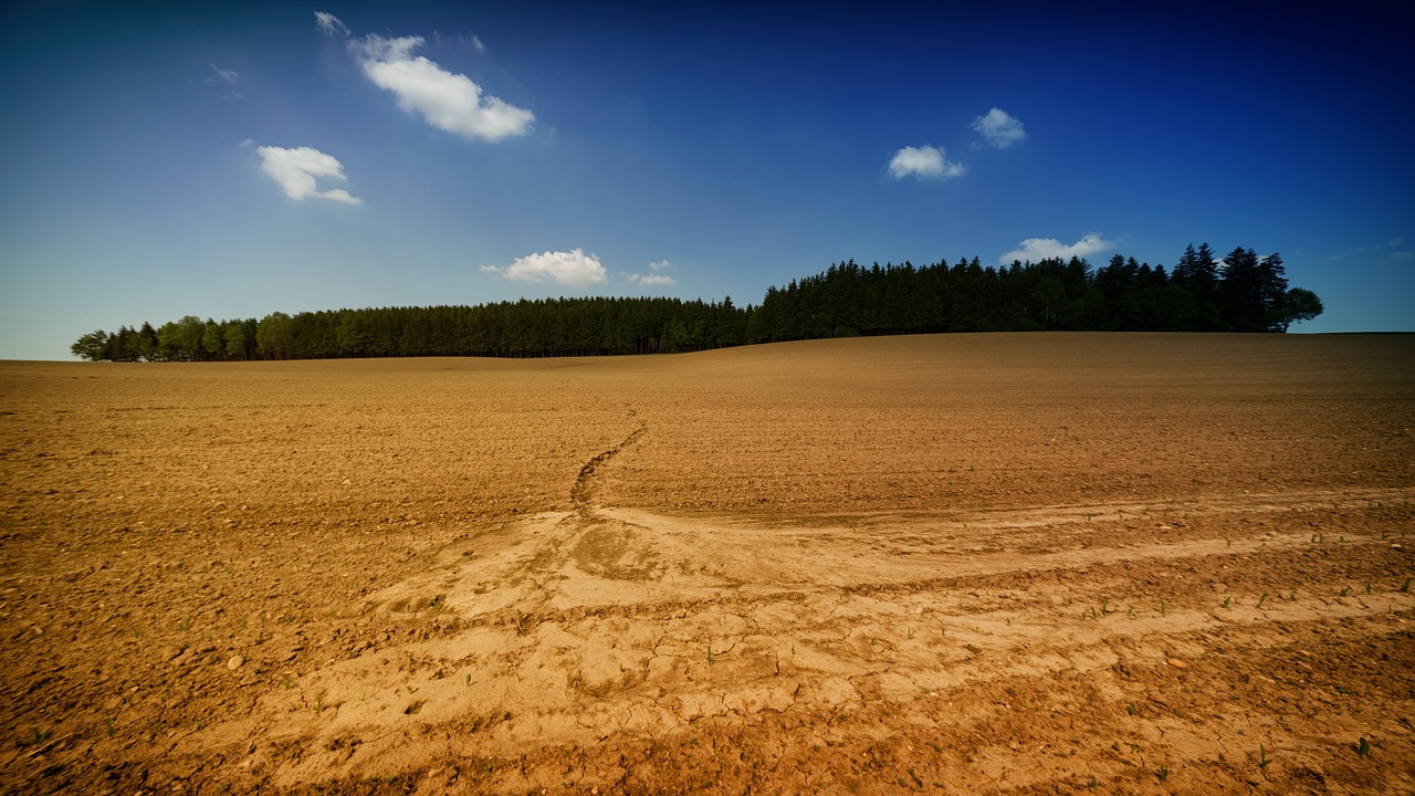 trees plants nature free photo