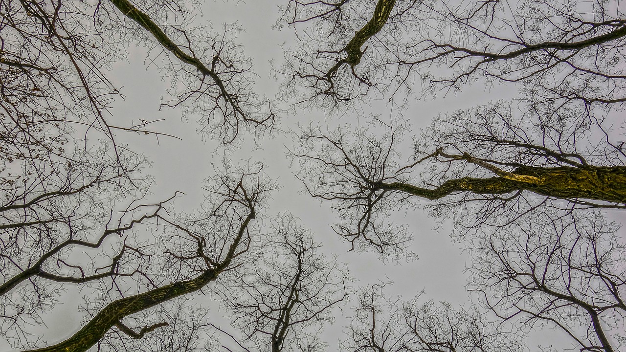 trees partly cloudy acacia free photo