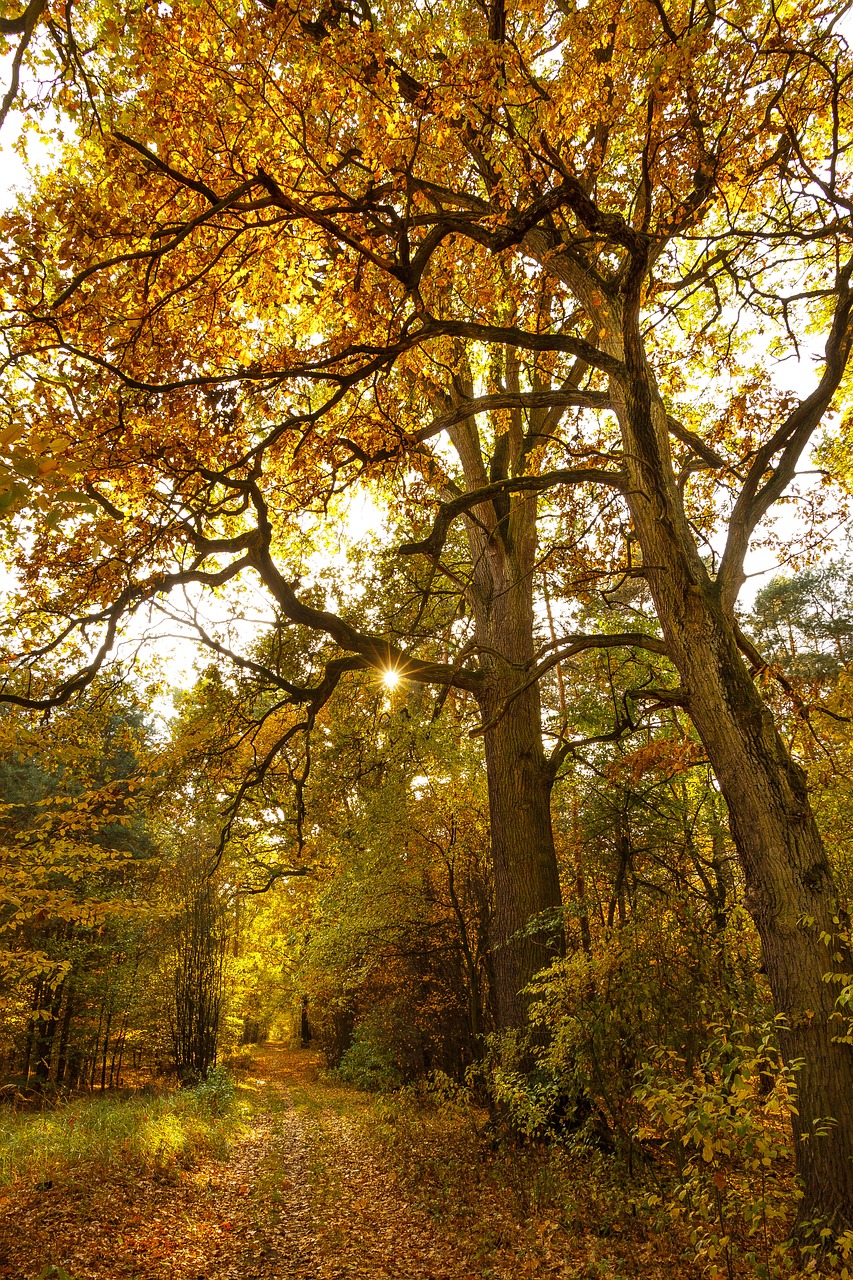 trees plant nature free photo