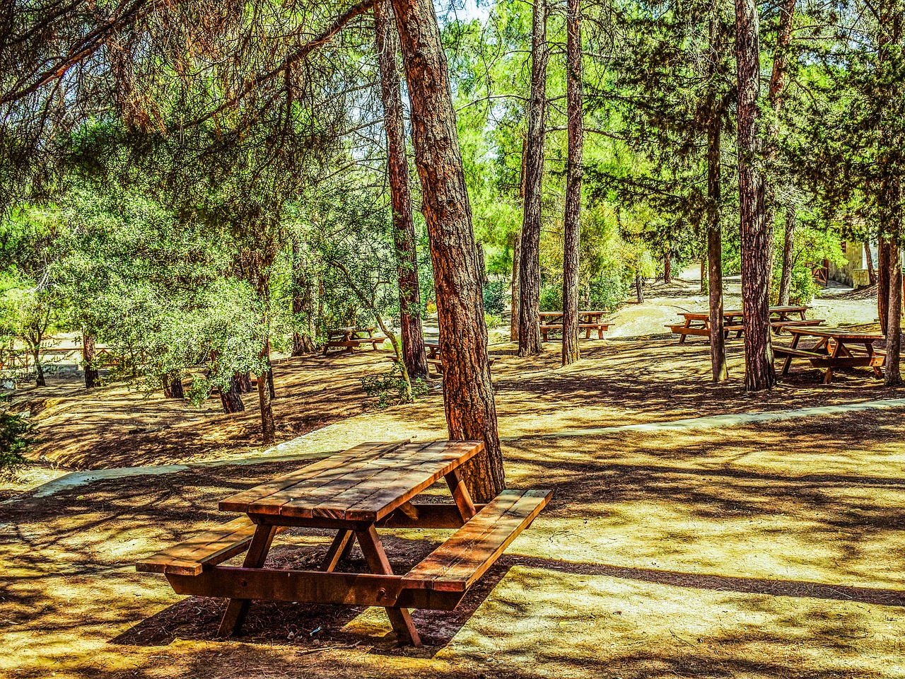 trees forest picnic site free photo