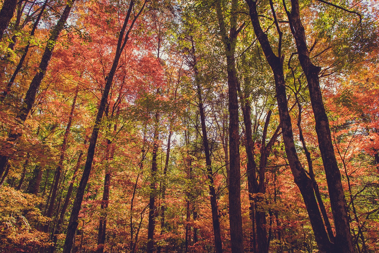 trees plant nature free photo