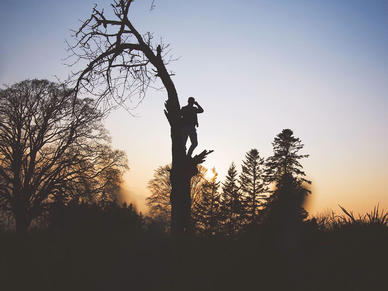 trees branch plant free photo