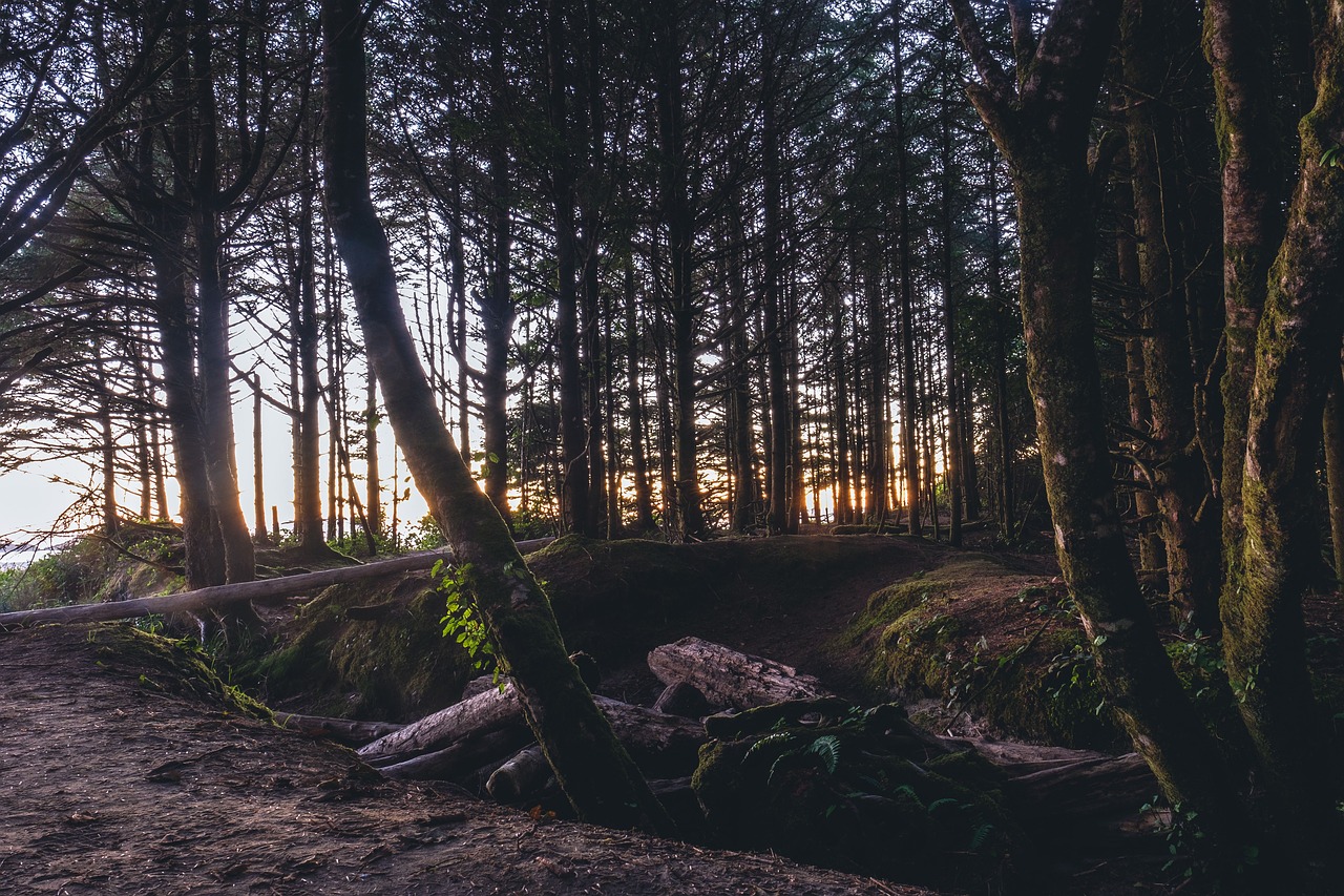 trees plant forest free photo