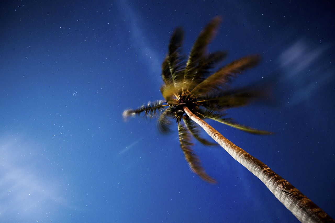 trees coconut nature free photo