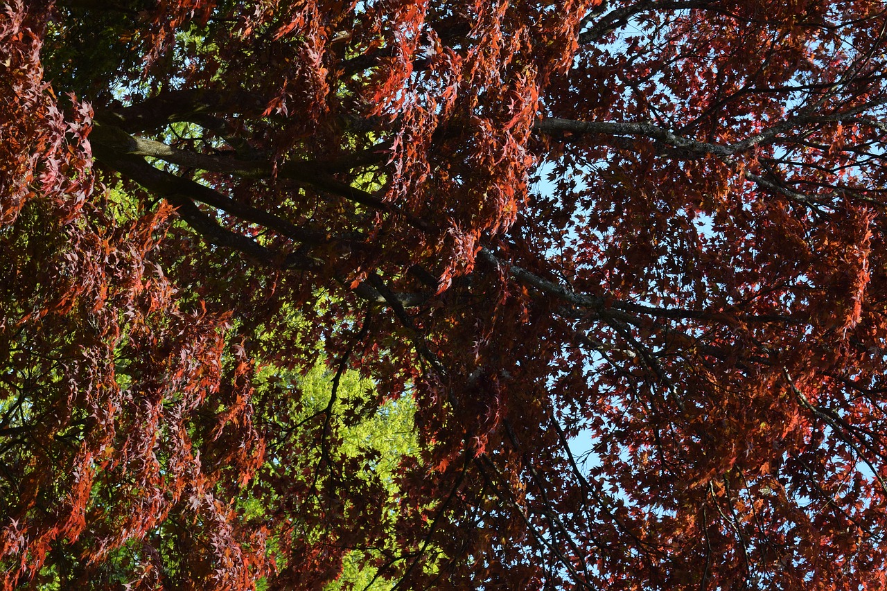 trees autumn red free photo