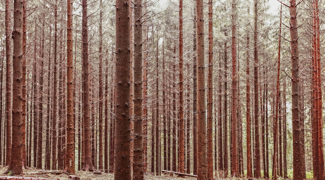 trees branch plant free photo