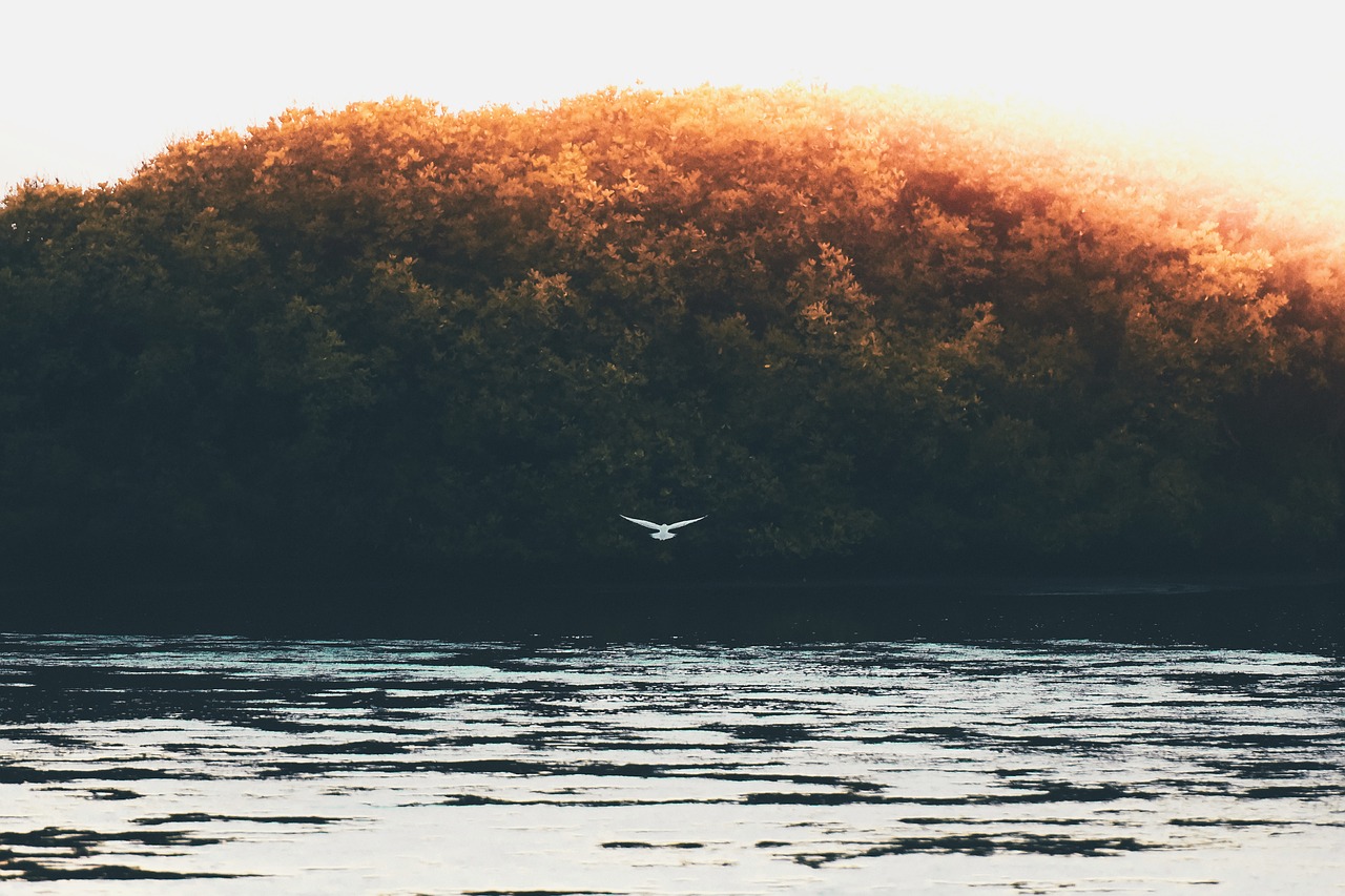 trees bird flying free photo