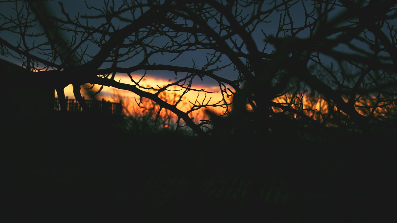 trees branches dark free photo