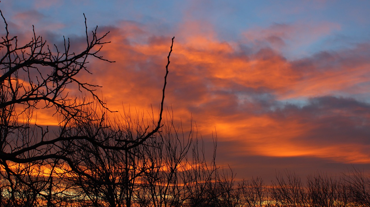 trees nature clouds free photo