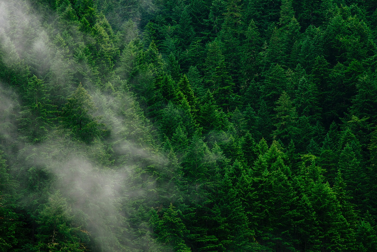 trees fog forest free photo