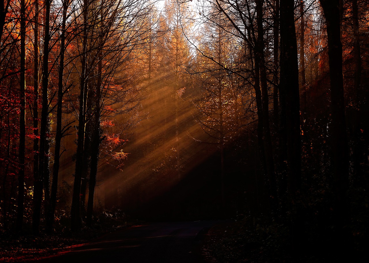 trees branch plant free photo