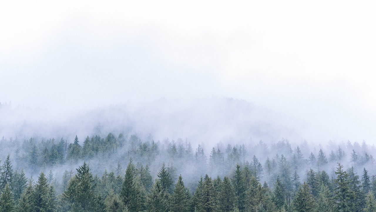 trees green forest free photo