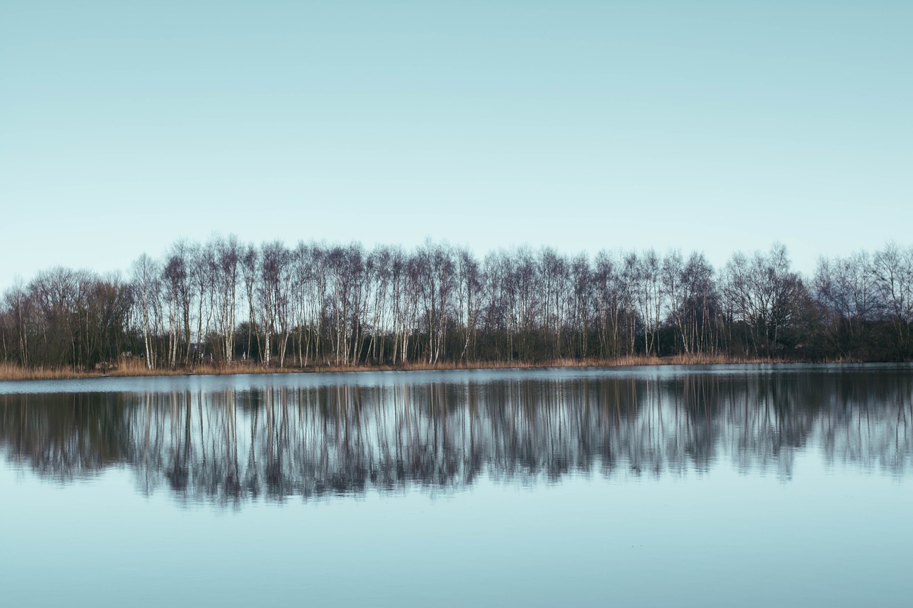 trees reflection water free photo