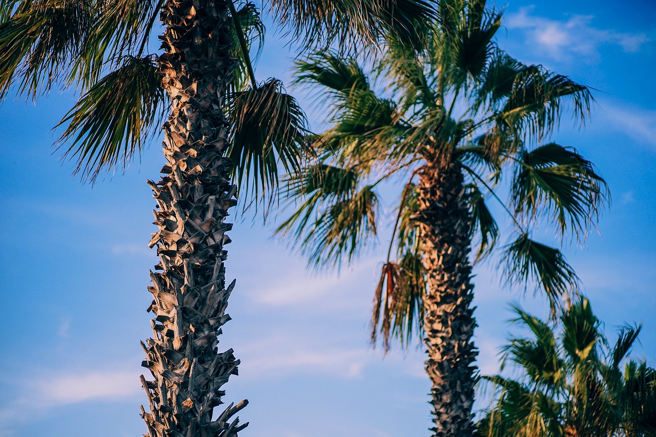 trees coconut nature free photo