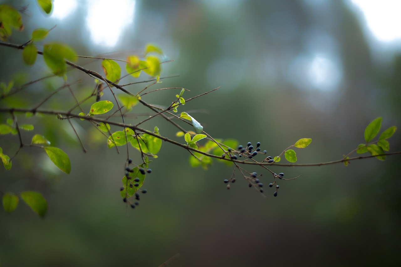 trees green forest free photo