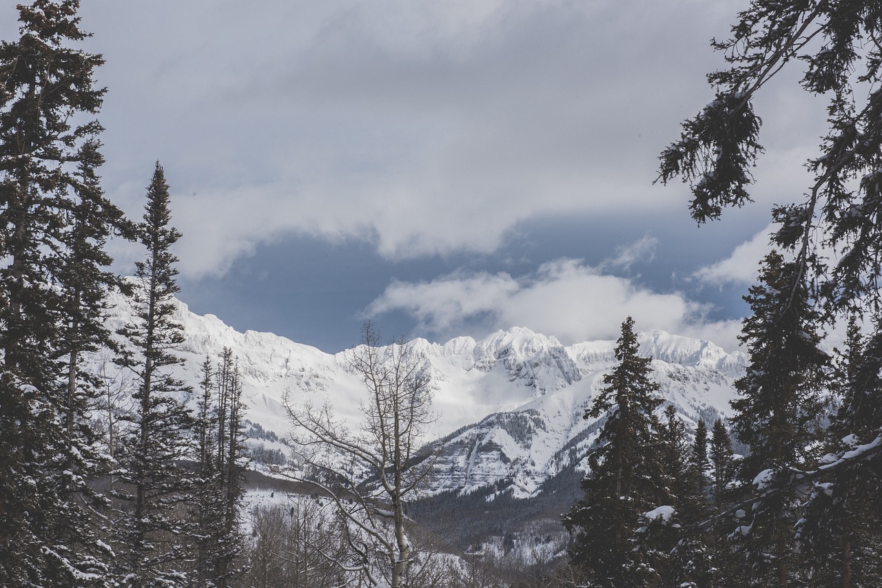 trees snow winter free photo