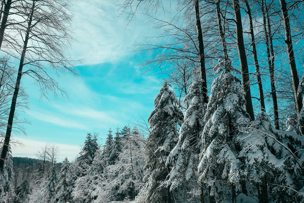 trees snow forest free photo