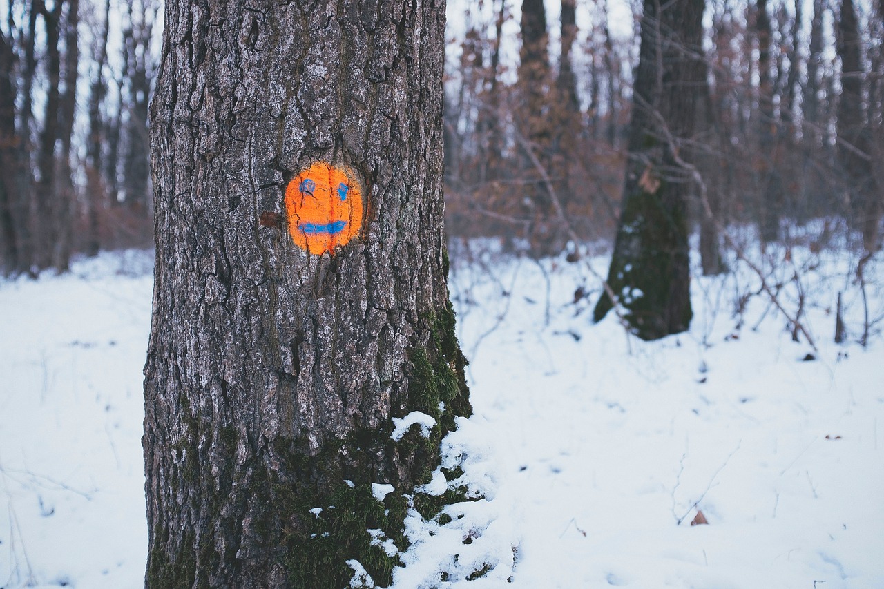 trees orange face free photo