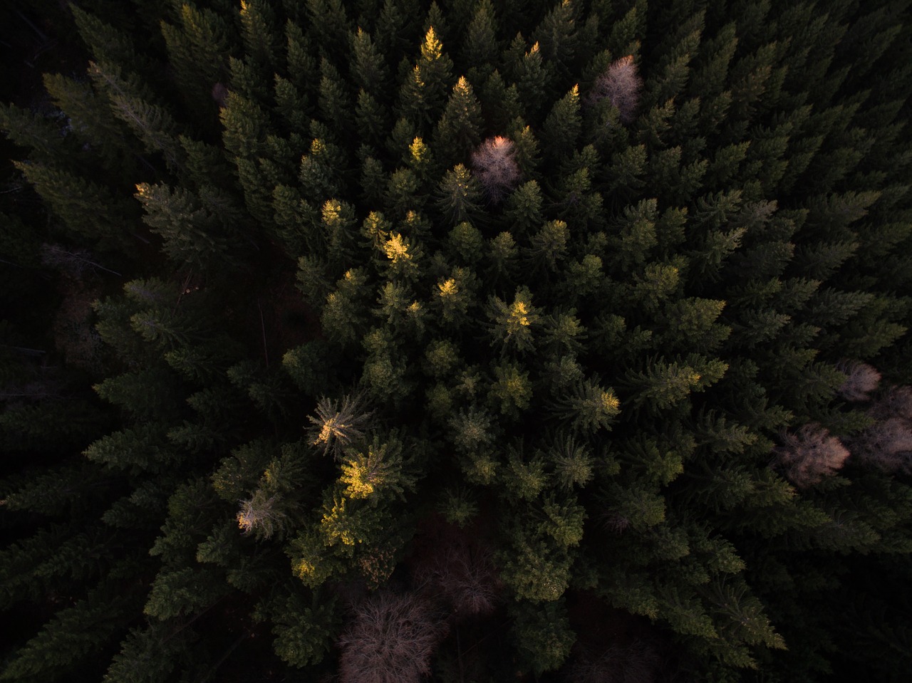 trees plant aerial free photo