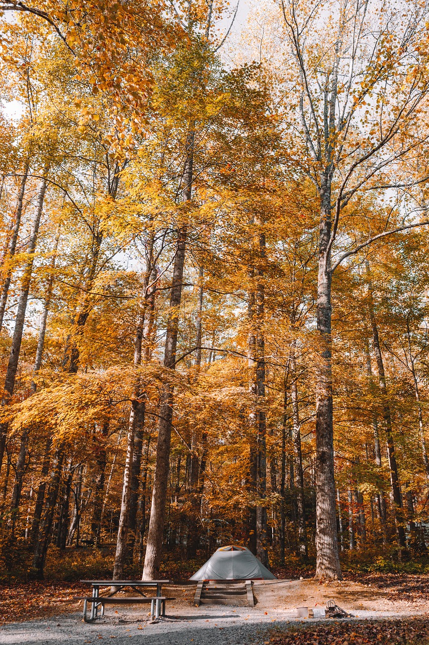 trees forest plants free photo