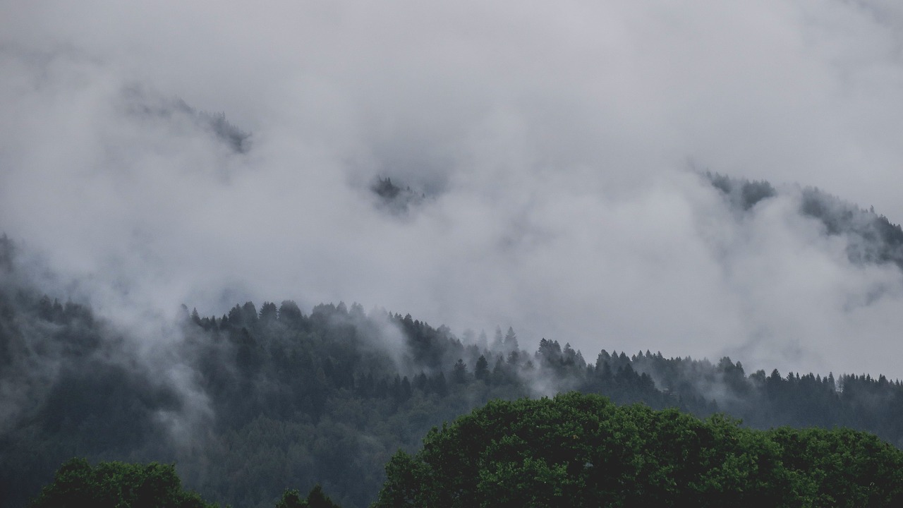 trees plant forest free photo