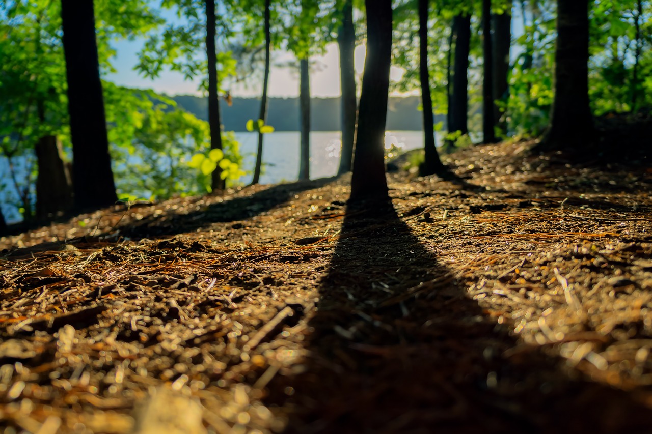 trees plant nature free photo