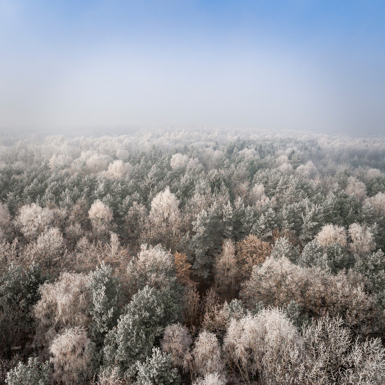 trees plant nature free photo