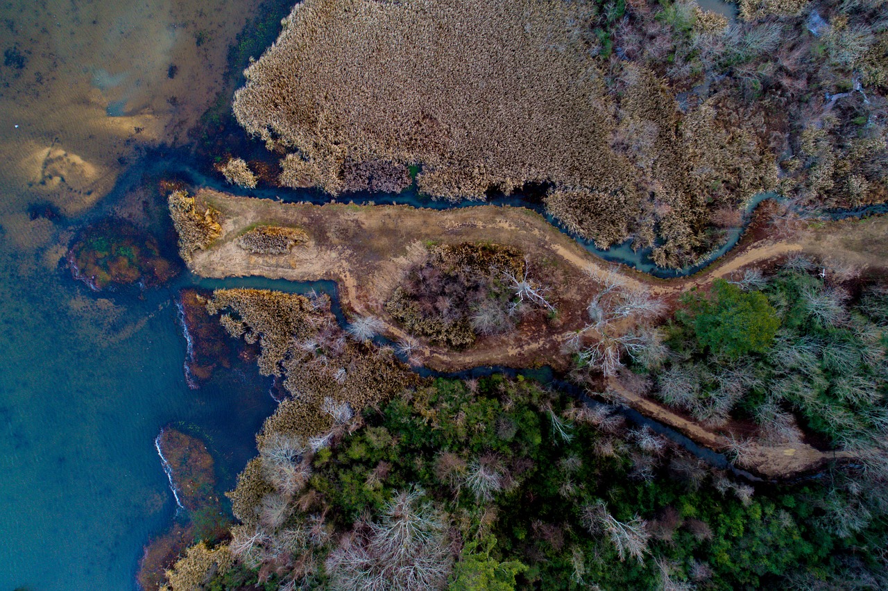 trees plant aerial free photo