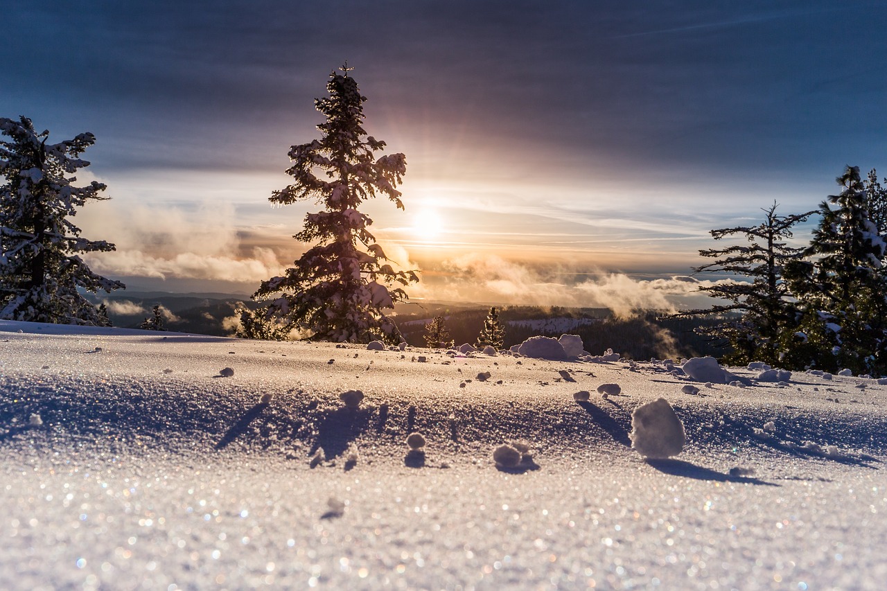 trees plant snow free photo