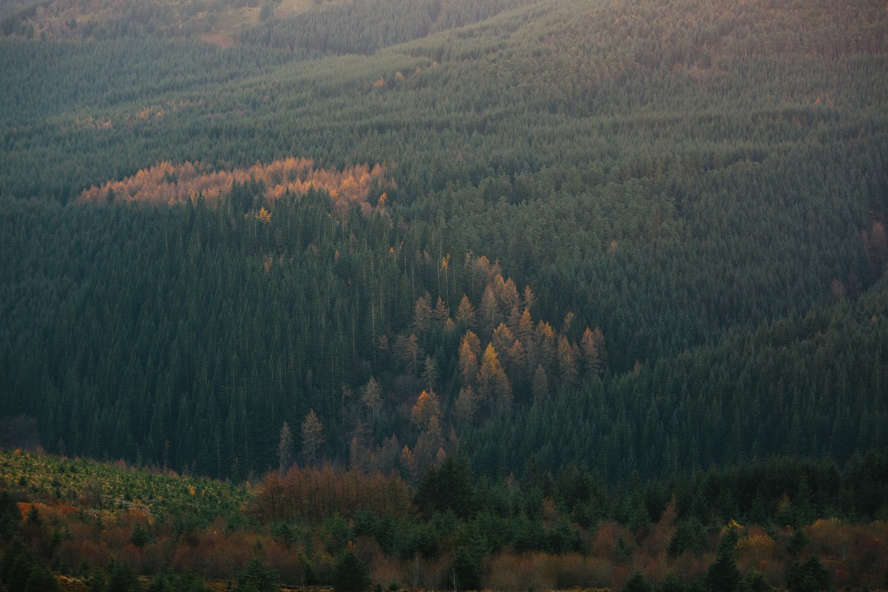 trees plant forest free photo