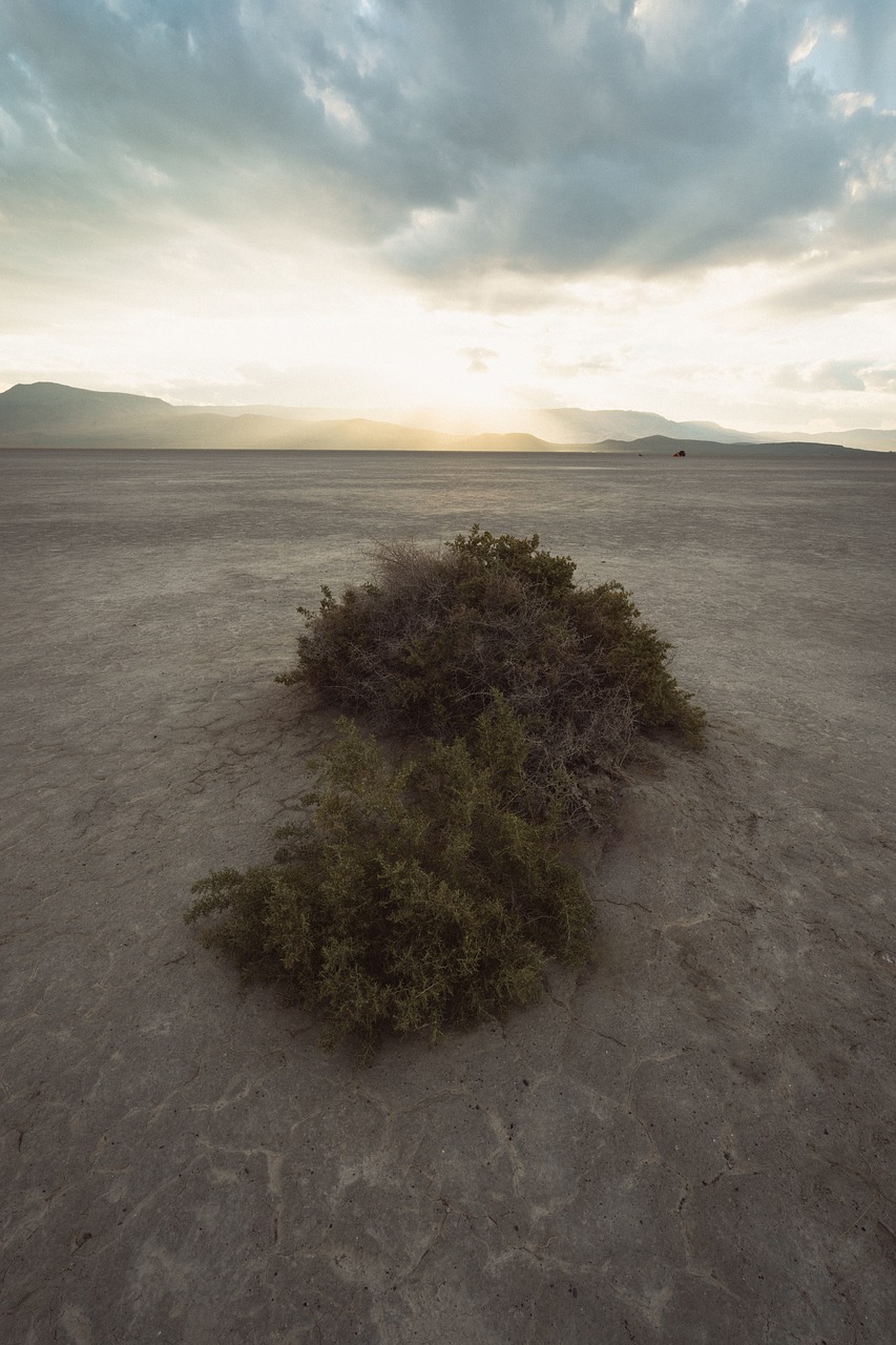 trees desert clouds free photo