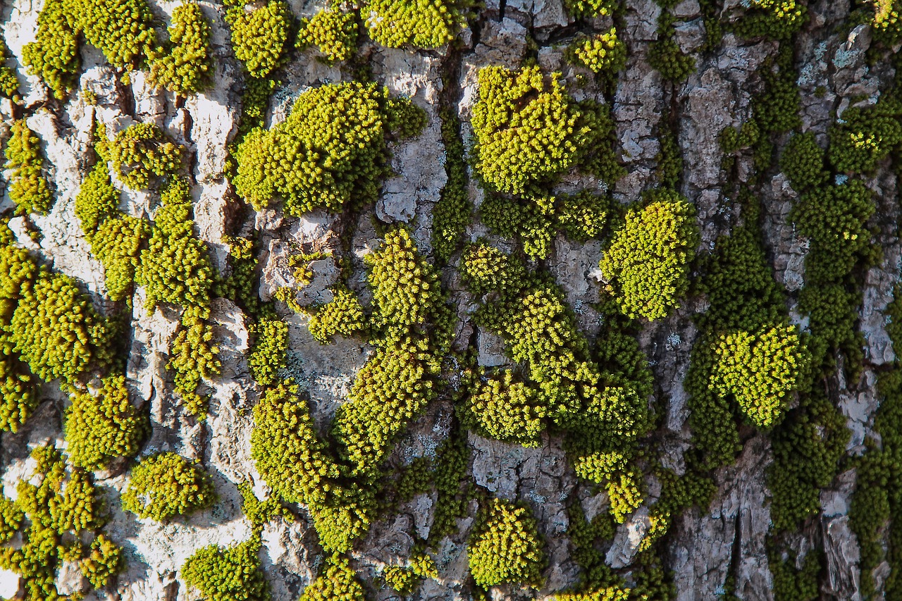 trees aerial forest free photo