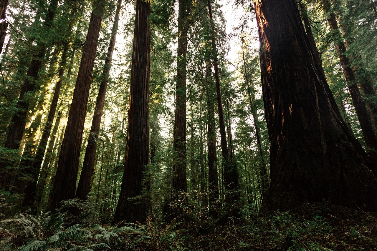 trees plant forest free photo