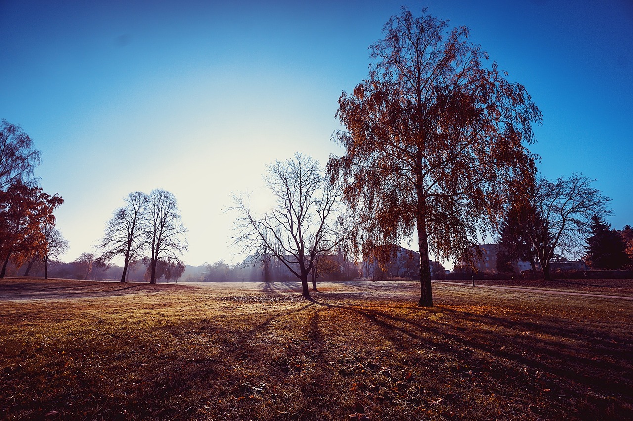 trees plant landscape free photo