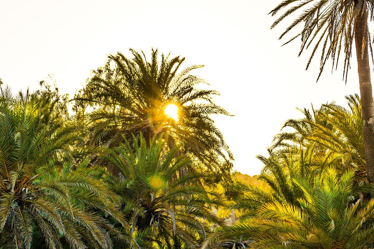 trees plant green free photo