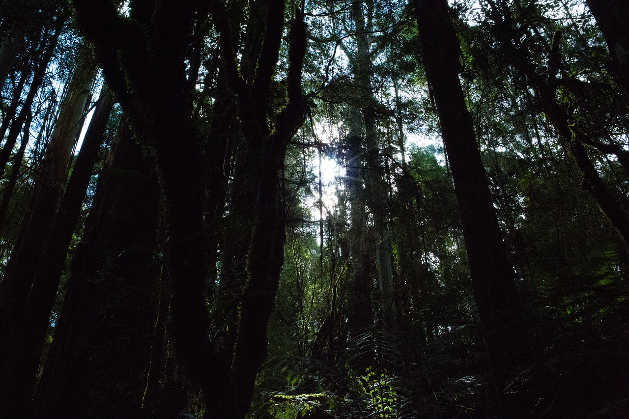 trees plant nature free photo