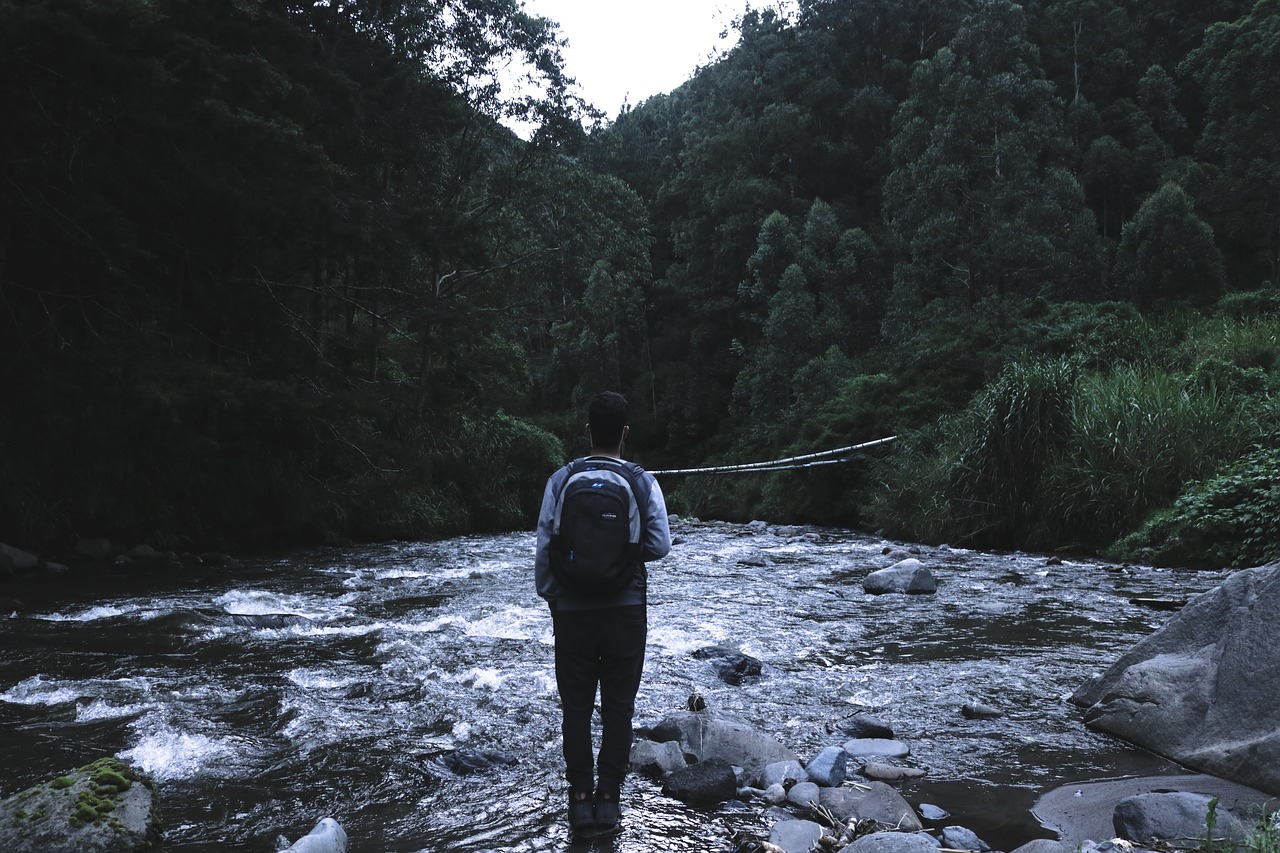 trees plant river free photo