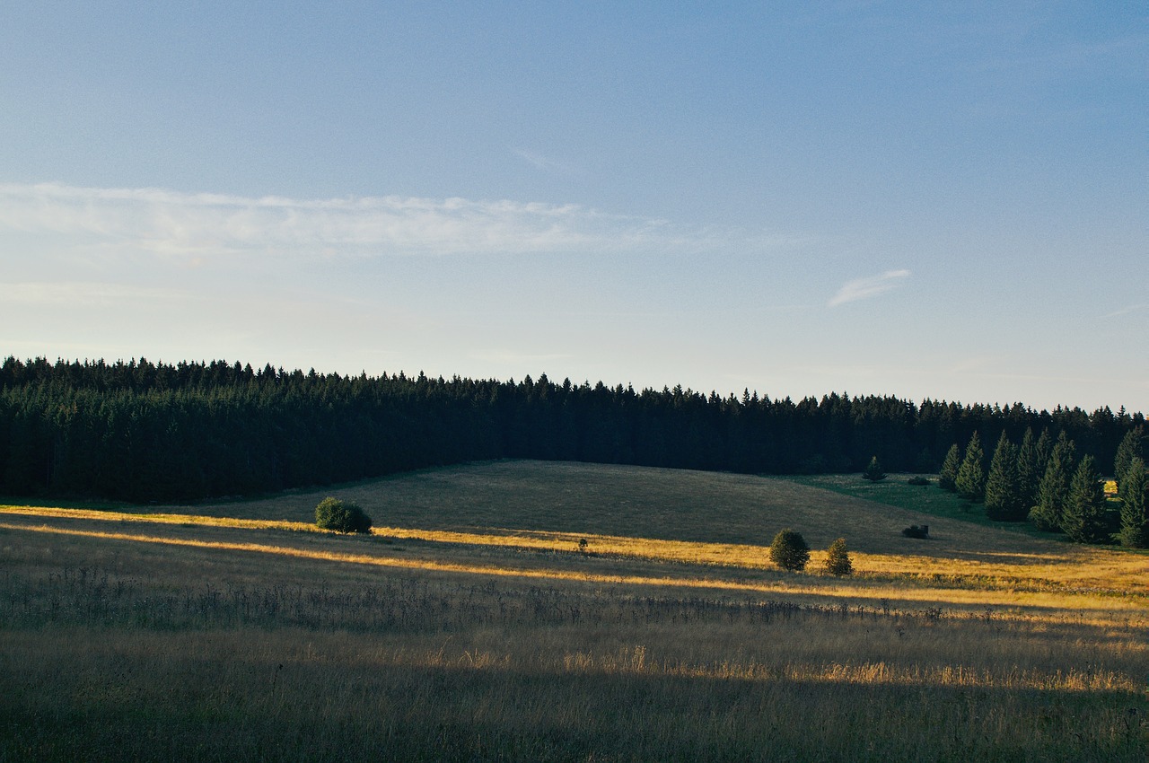 trees plants nature free photo