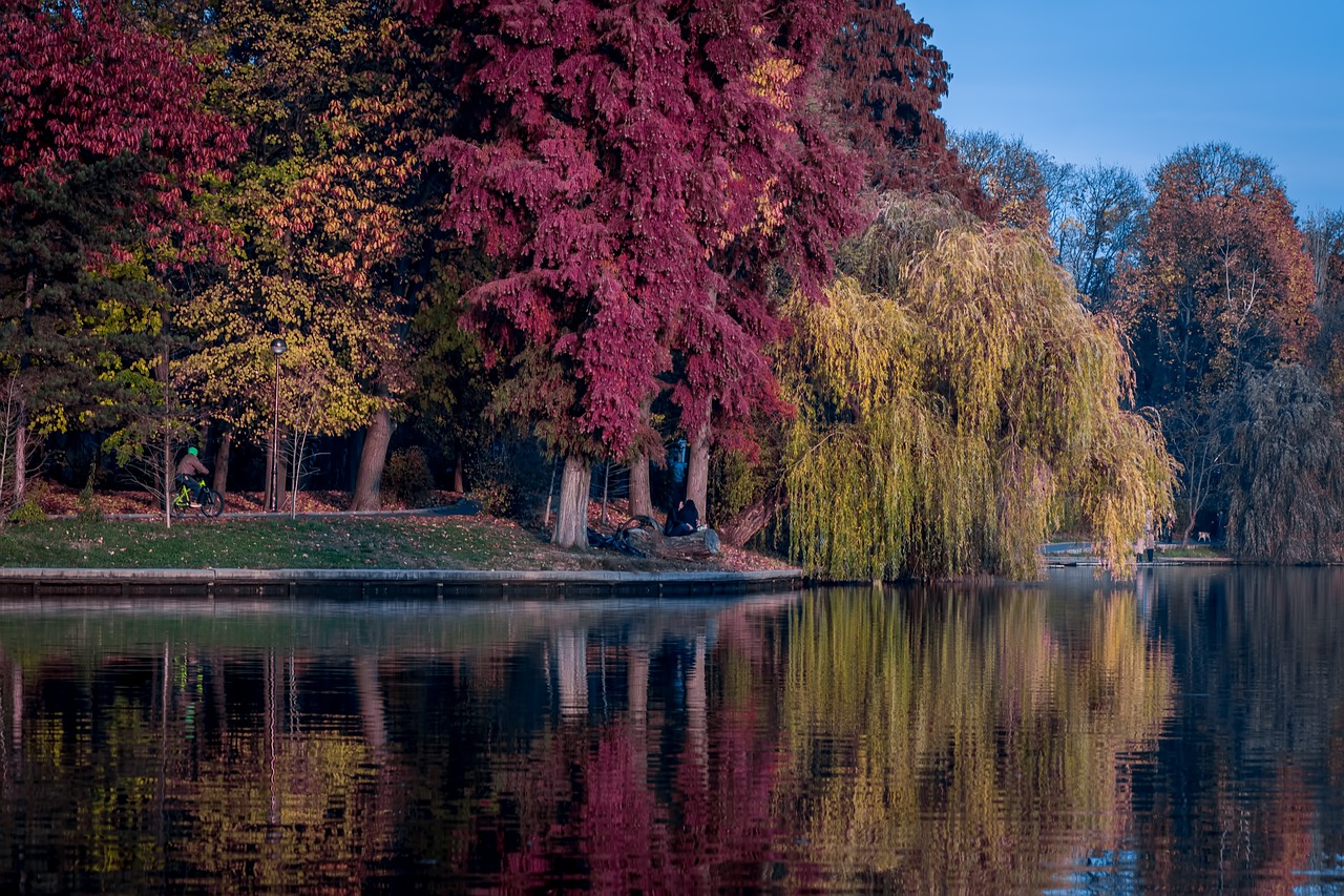 trees plants nature free photo