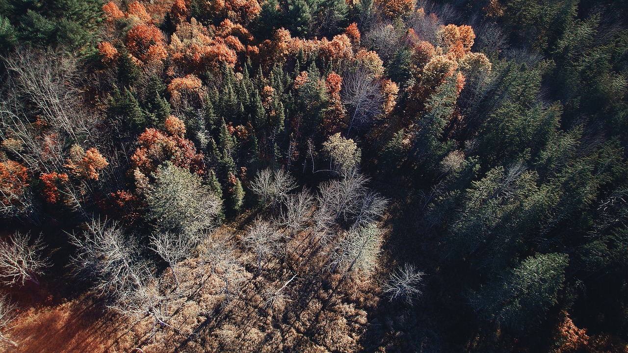 trees plants nature free photo